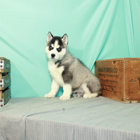 Siberian Husky DOG Male Black / White 2417 Petland Pensacola, Florida