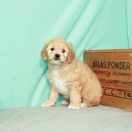 Cavapoo-DOG-Male-Apricot-2418-Petland Pensacola, Florida