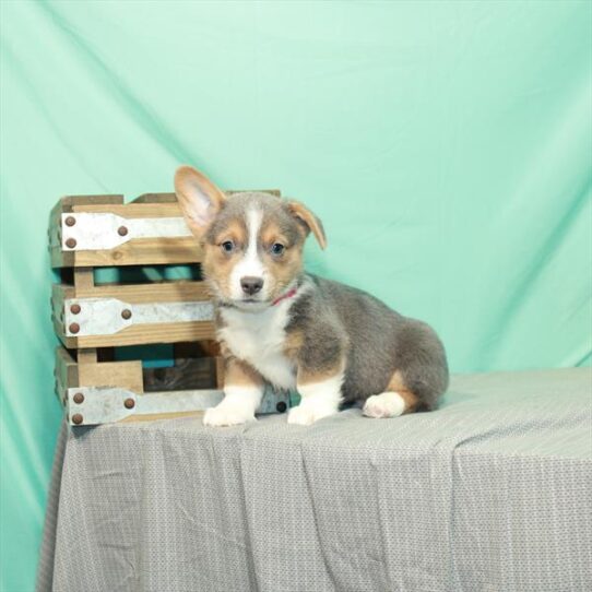 Pembroke Welsh Corgi DOG Male Blue / Tan 2419 Petland Pensacola, Florida