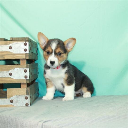 Pembroke Welsh Corgi DOG Female Black / Tan 2420 Petland Pensacola, Florida