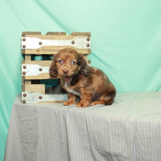 Dachshund DOG Male Chocolate / Tan 2421 Petland Pensacola, Florida