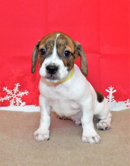 French Bulldog/Beagle DOG Male Brindle / White 2422 Petland Pensacola, Florida