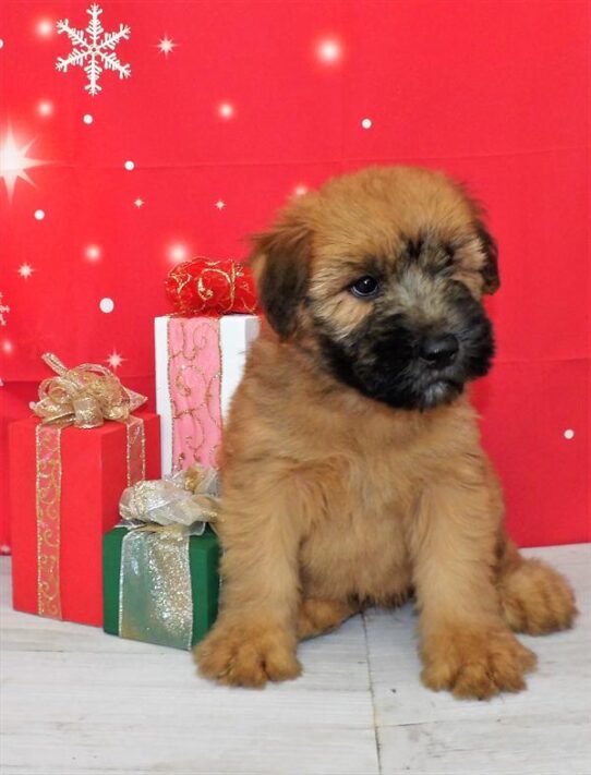 Soft Coated Wheaten Terrier DOG Male Wheaten 2423 Petland Pensacola, Florida