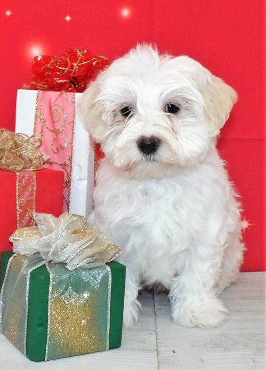 Maltese DOG Male White 2424 Petland Pensacola, Florida