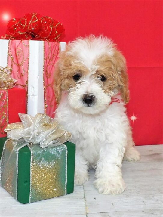 Cockapoo DOG Female Cream / Apricot 2425 Petland Pensacola, Florida