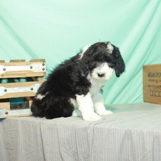 Old English Sheepdog/Poodle-DOG-Female-Black / White-2486-Petland Pensacola, Florida