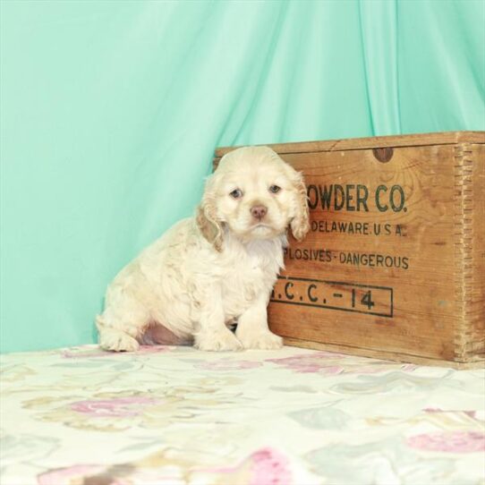 Cocker Spaniel DOG Male Buff 2487 Petland Pensacola, Florida