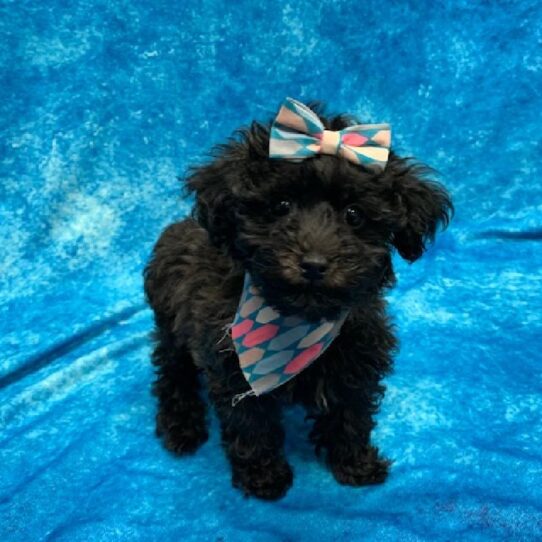 Maltipoo-DOG-Female-Black-546-Petland Pensacola, Florida