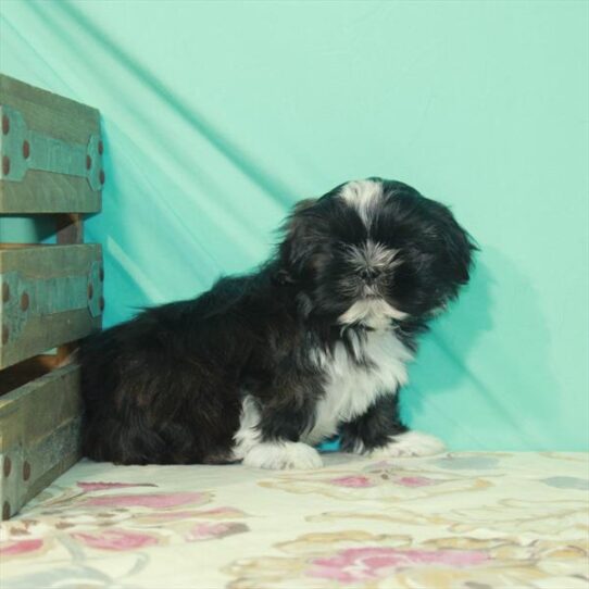 Shih Tzu DOG Male Black Brindle 2489 Petland Pensacola, Florida