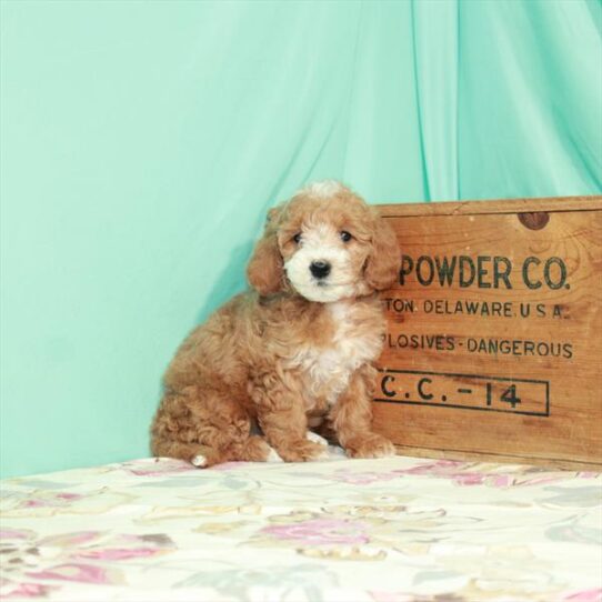 Goldendoodle Mini 2nd Gen DOG Female Red 2490 Petland Pensacola, Florida