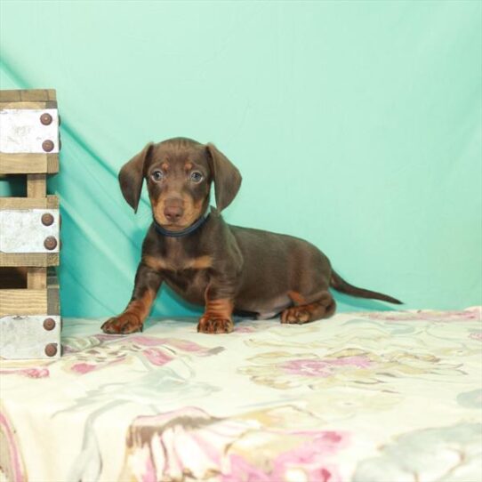 Dachshund DOG Male Chocolate / Tan 2492 Petland Pensacola, Florida