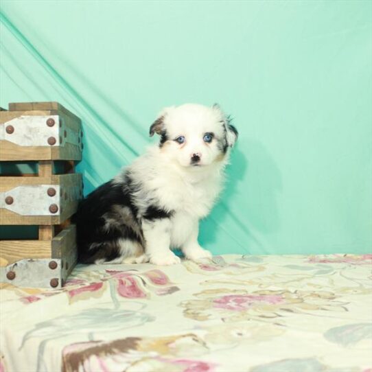 Miniature Australian Shepherd DOG Female Blue Merle 2493 Petland Pensacola, Florida