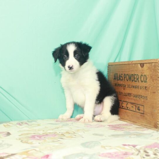 Border Collie DOG Male Black / White 2494 Petland Pensacola, Florida