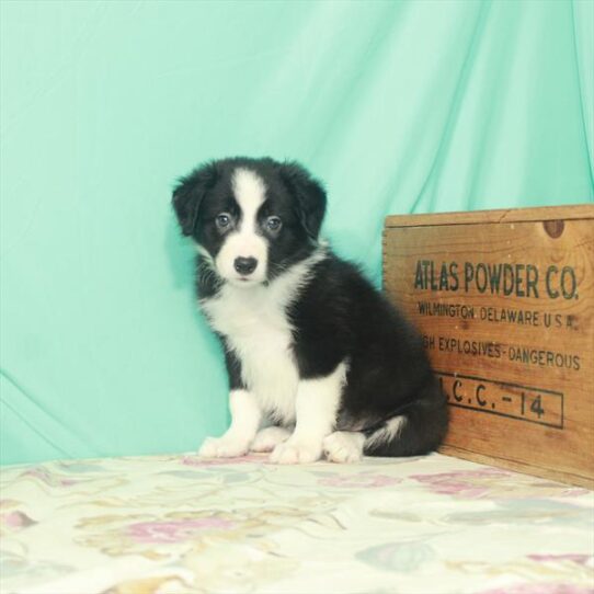 Border Collie DOG Male Black / White 2495 Petland Pensacola, Florida