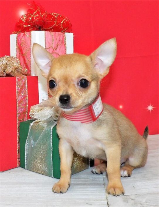 Chihuahua DOG Female Fawn 2496 Petland Pensacola, Florida