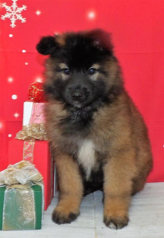 Belgian Tervuren DOG Female Mahogany / Black 2497 Petland Pensacola, Florida