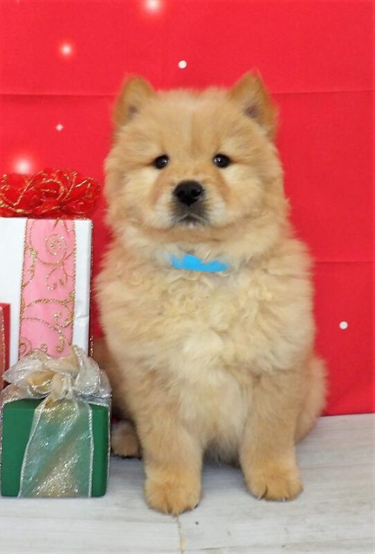 Chow Chow DOG Female Cream 2498 Petland Pensacola, Florida