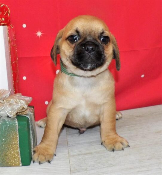 Puggle-DOG-Male-Fawn-2499-Petland Pensacola, Florida