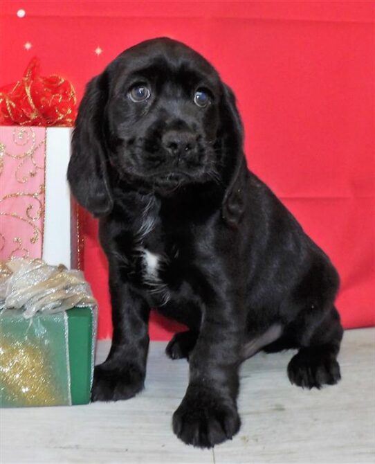 Bocker DOG Male Black 2500 Petland Pensacola, Florida