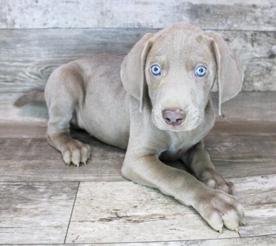 Weimaraner DOG Male Silver Gray 2503 Petland Pensacola, Florida