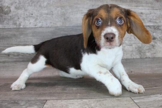 Beagle DOG Female Chocolate White Tan 2504 Petland Pensacola, Florida