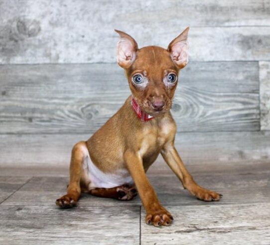 Min Pin DOG Male Red 2505 Petland Pensacola, Florida