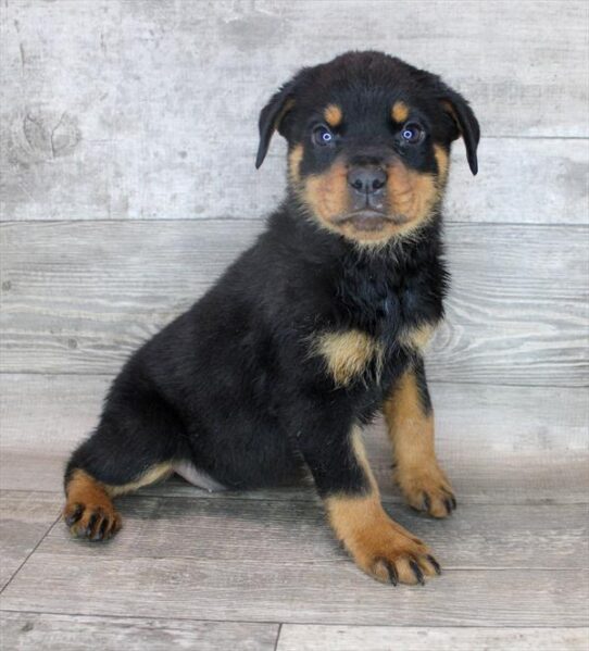 Rottweiler DOG Female Black / Mahogany 2506 Petland Pensacola, Florida