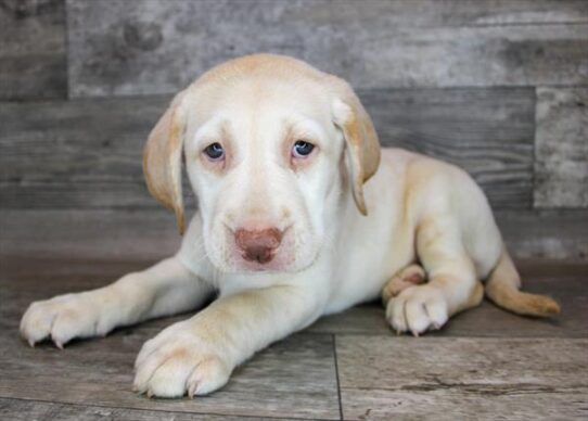 Labrador Retriever DOG Female Yellow 2507 Petland Pensacola, Florida