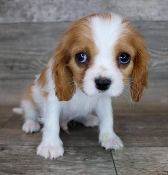 Cavalier King Charles Spaniel DOG Male Blenheim 2508 Petland Pensacola, Florida