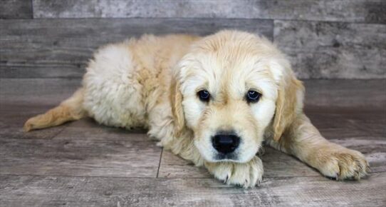 Golden Retriever DOG Male Golden 2509 Petland Pensacola, Florida