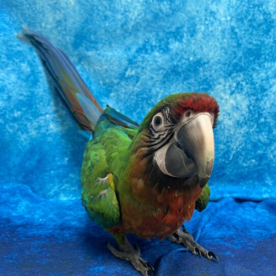 Macaw-BIRD-Female-Militalina (Military X Catalina)-2103-Petland Pensacola, Florida