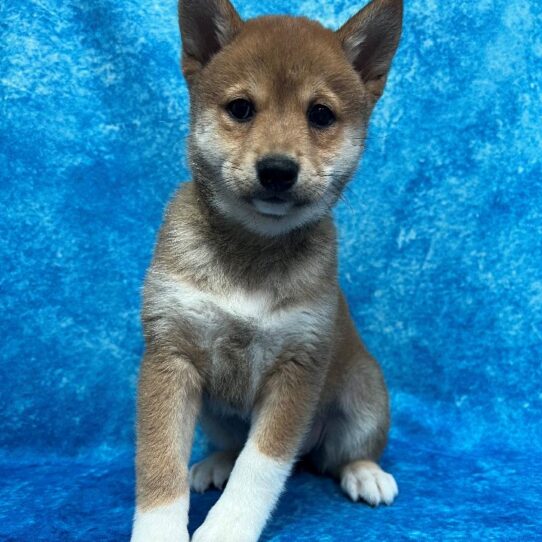 Shiba Inu DOG Female Red Sesame 2353 Petland Pensacola, Florida