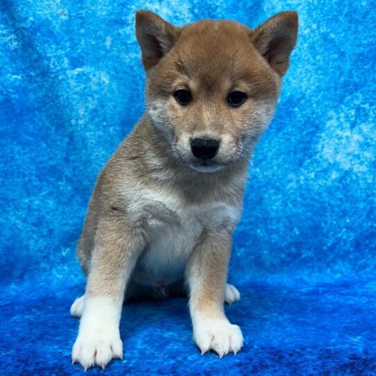 Shiba Inu DOG Male Red Sesame 2352 Petland Pensacola, Florida