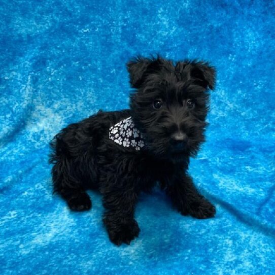 Scottish Terrier DOG Male Black 544 Petland Pensacola, Florida