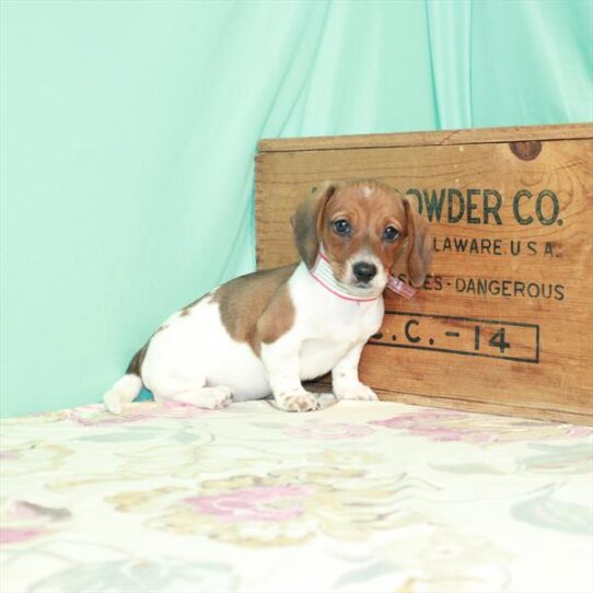 Dachshund DOG Female Red Piebald 2540 Petland Pensacola, Florida