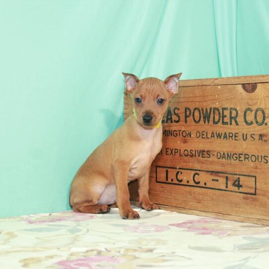 Min Pin DOG Male Red 2541 Petland Pensacola, Florida