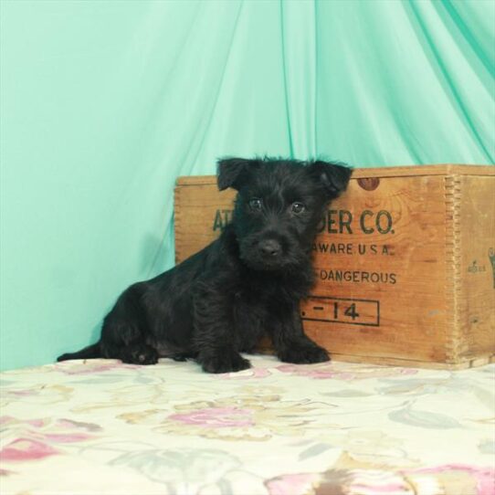 Scottish Terrier DOG Male Black 2542 Petland Pensacola, Florida