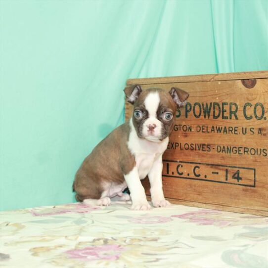 Boston Terrier DOG Male Red Brindle / White 2543 Petland Pensacola, Florida