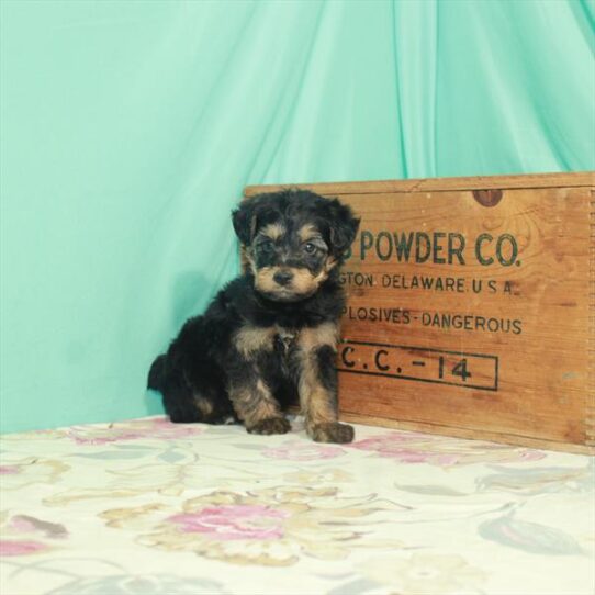 Yorkie-Poo DOG Male Black / Tan 2544 Petland Pensacola, Florida