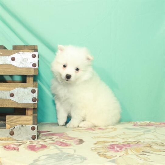 American Eskimo Dog DOG Female White 2545 Petland Pensacola, Florida