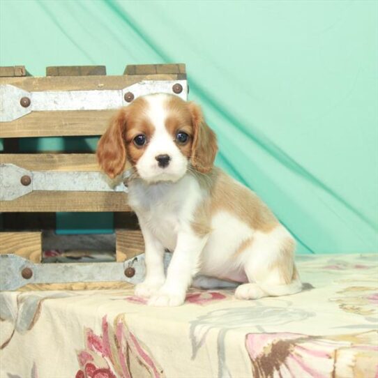 Cavalier King Charles Spaniel DOG Female Blenheim / White 2546 Petland Pensacola, Florida