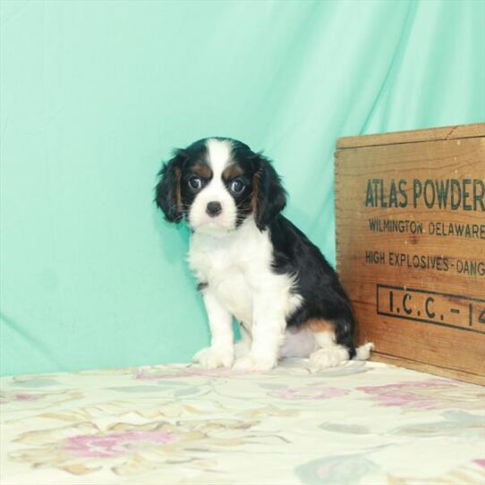 Cavalier King Charles Spaniel DOG Male Black White / Tan 2547 Petland Pensacola, Florida