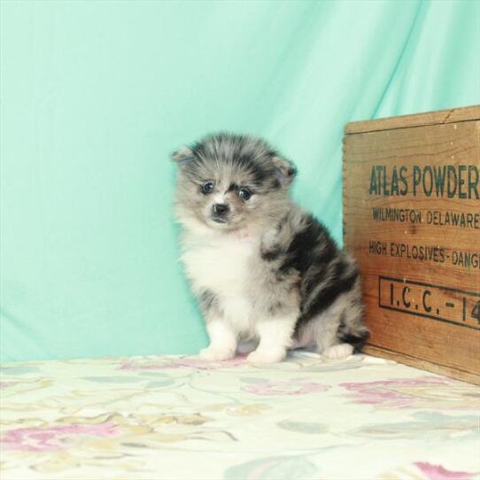 Pomeranian DOG Male Blue Merle 2548 Petland Pensacola, Florida