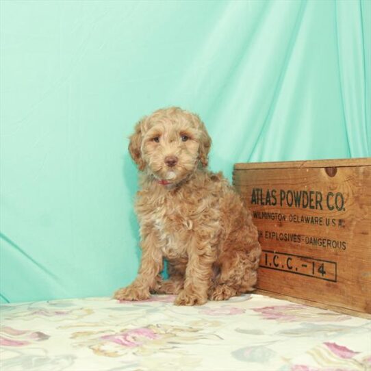 Goldendoodle Mini 2nd Gen DOG Male Red 2549 Petland Pensacola, Florida