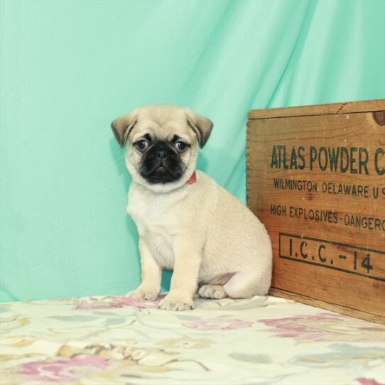 Pug DOG Male Fawn 2550 Petland Pensacola, Florida