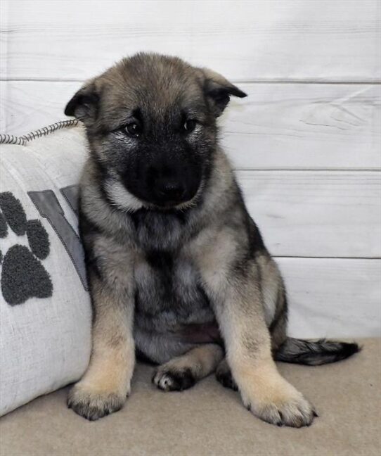 Norwegian Elkhound DOG Female Sable 2552 Petland Pensacola, Florida