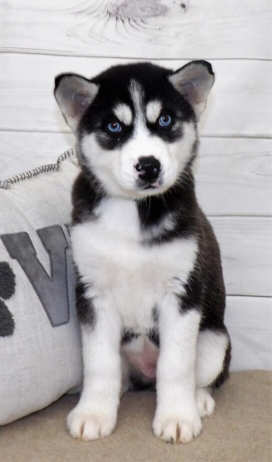 Siberian Husky-DOG-Female-Black / White-2553-Petland Pensacola, Florida