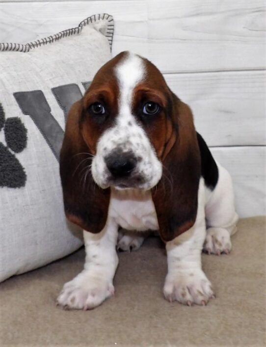 Basset Hound DOG Male Black 2555 Petland Pensacola, Florida