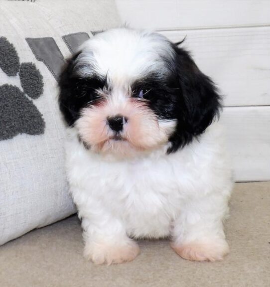 Shih Tzu DOG Female Black / White 2556 Petland Pensacola, Florida