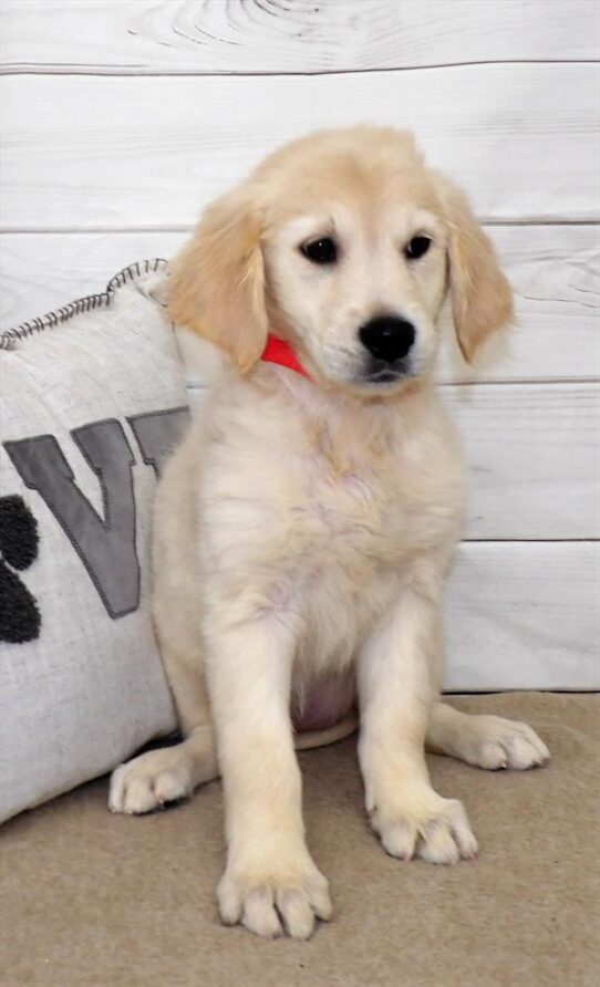 Golden Retriever DOG Female Golden 2557 Petland Pensacola, Florida